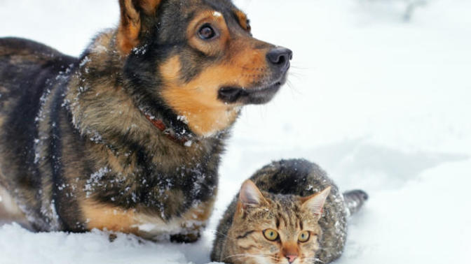 Mahalleye Kedi Evi Koyulduğu İçin Saldırıya Uğramak