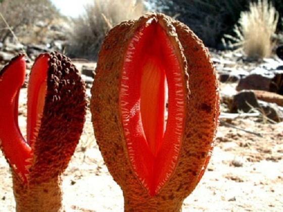 Sizi Kadın Orgazmı Üzerine Birer Usta Haline Getirecek Teknikler