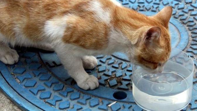 Zorlu Kış Şartlarında Sokaktaki Hayvanlara Yapabileceğiniz 5 İyilik