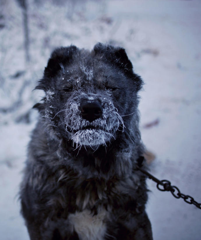 Kış Mevsiminin Bile Üşüdüğü Kuzeyin En Soğuk Köyü: Oymyakon -72