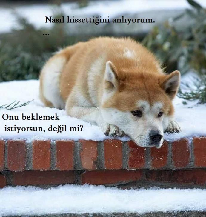 Merhametli, Sadakatli ve Sevgi Dolu Canlılar: Köpekler