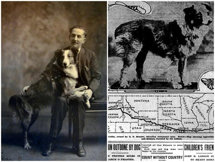 Merhametli, Sadakatli ve Sevgi Dolu Canlılar: Köpekler