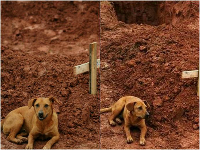 Merhametli, Sadakatli ve Sevgi Dolu Canlılar: Köpekler