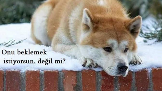 Merhametli, Sadakatli ve Sevgi Dolu Canlılar: Köpekler