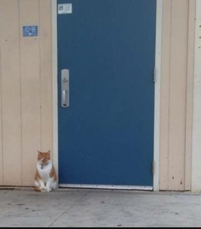 Okula Giden Tek Varlıklar Biz Değiliz; İşte Liseye Giden Kedi Bubba