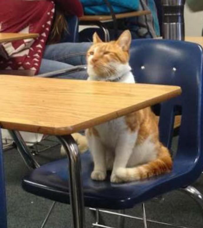 Okula Giden Tek Varlıklar Biz Değiliz; İşte Liseye Giden Kedi Bubba