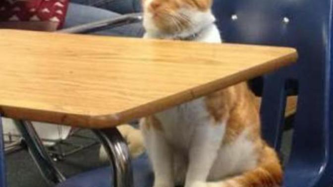 Okula Giden Tek Varlıklar Biz Değiliz; İşte Liseye Giden Kedi Bubba