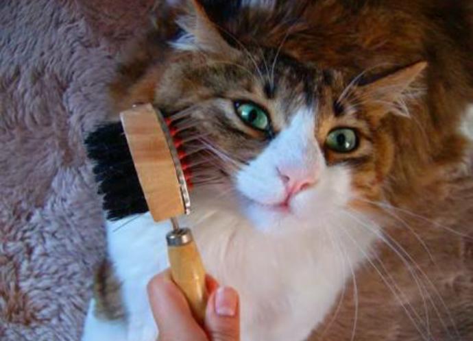 Kedi Besleyen veya Beslemek İsteyenlere Öneriler