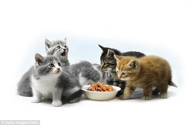 Kedi Besleyen veya Beslemek İsteyenlere Öneriler