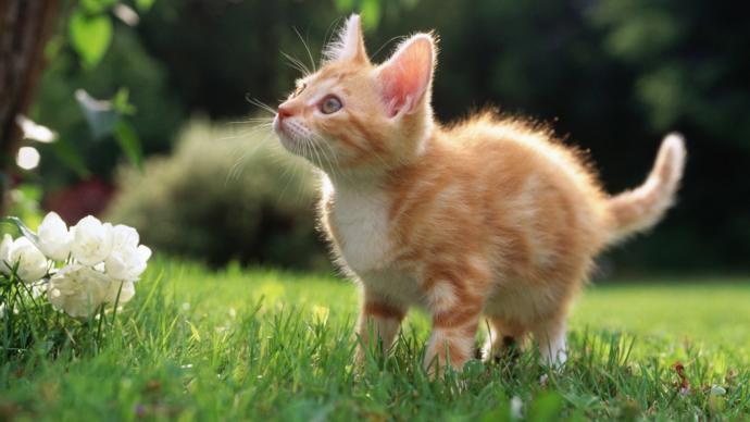 Kedi Besleyen veya Beslemek İsteyenlere Öneriler