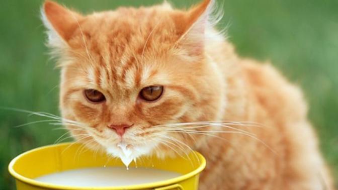 Kedi Besleyen veya Beslemek İsteyenlere Öneriler