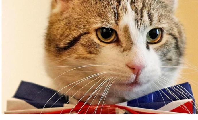 İngiltere'de Boş Kadroya Kedi Alındı! İşte Dışişleri Bakanlığından İşe Başlayan Kedi