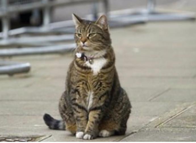 İngiltere'de Boş Kadroya Kedi Alındı! İşte Dışişleri Bakanlığından İşe Başlayan Kedi