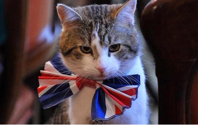 İngiltere'de Boş Kadroya Kedi Alındı! İşte Dışişleri Bakanlığından İşe Başlayan Kedi