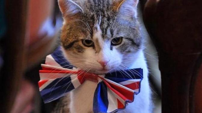 İngiltere'de Boş Kadroya Kedi Alındı! İşte Dışişleri Bakanlığından İşe Başlayan Kedi
