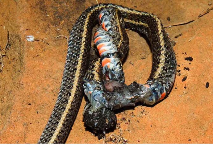Öldürdüğü Yılanı Acımadan Yiyen Bir Hayvan Düşünün; Ürkütücü Tarantula