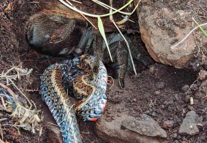 Öldürdüğü Yılanı Acımadan Yiyen Bir Hayvan Düşünün; Ürkütücü Tarantula