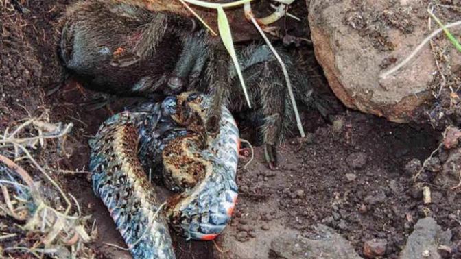 Öldürdüğü Yılanı Acımadan Yiyen Bir Hayvan Düşünün; Ürkütücü Tarantula