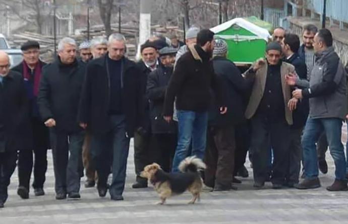 Ölen Sahibini Sürekli Ziyaret Ederek Yas Tutan Cesur Köpek