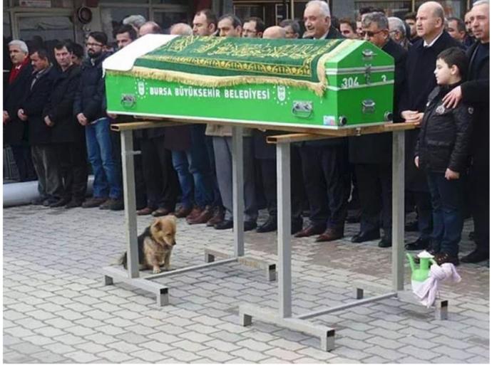 Ölen Sahibini Sürekli Ziyaret Ederek Yas Tutan Cesur Köpek