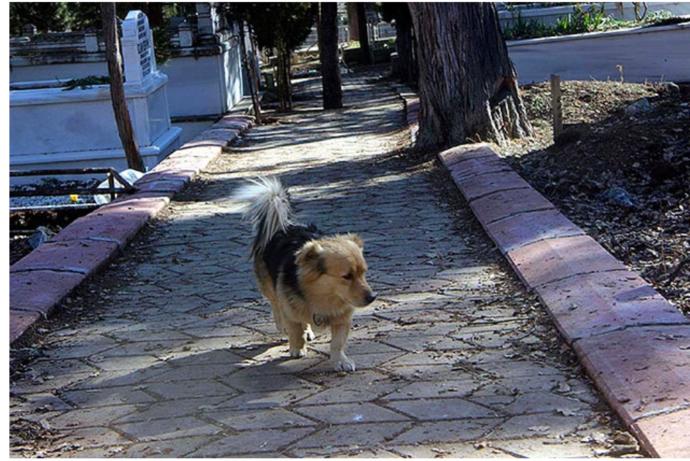 Ölen Sahibini Sürekli Ziyaret Ederek Yas Tutan Cesur Köpek