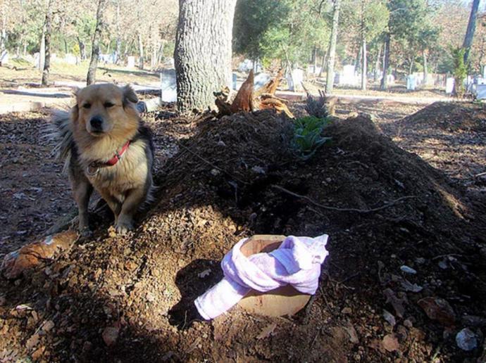 Ölen Sahibini Sürekli Ziyaret Ederek Yas Tutan Cesur Köpek