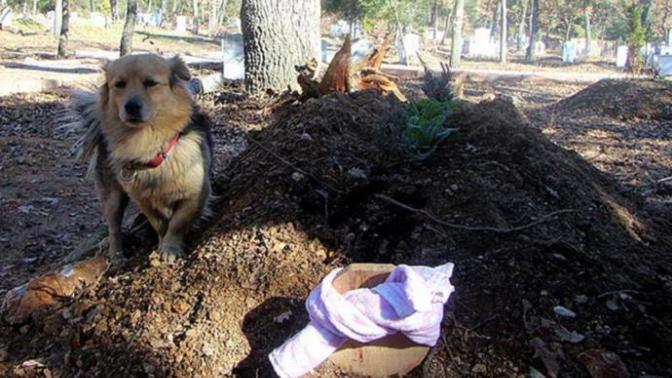 Ölen Sahibini Sürekli Ziyaret Ederek Yas Tutan Cesur Köpek