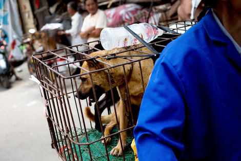 Dünyanın Kara Lekesi Olan Yulin Festivali!