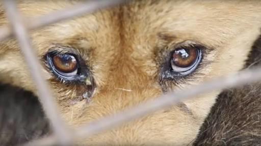 Dünyanın Kara Lekesi Olan Yulin Festivali!