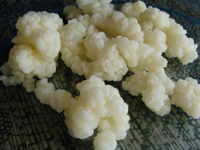 Bir Sindirim Harikası Kefir