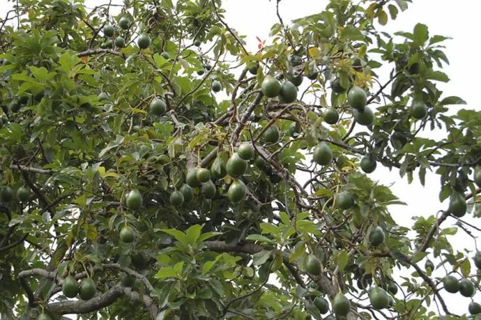 Tükettiğimiz Birçok Yiyeceğin Dalında Nasıl Göründüğünü Merak Ediyor musunuz?