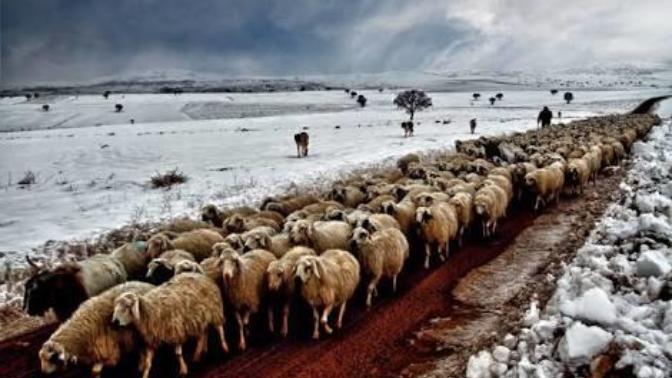 Sürü İnsanı Olmamak İçin Kararlarınızı Kendinizin Vermesi Gerek!