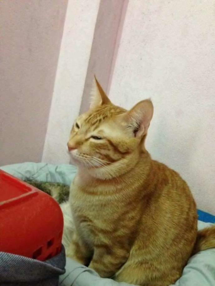 İnsanlara Ders Verecek Nitelikte Bir Baba Kedi
