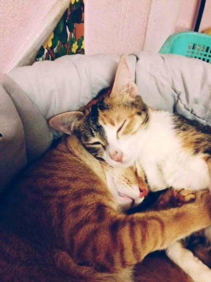 İnsanlara Ders Verecek Nitelikte Bir Baba Kedi