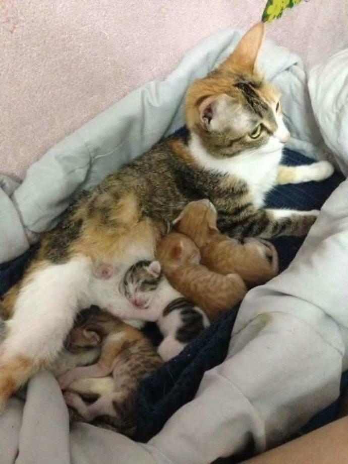 İnsanlara Ders Verecek Nitelikte Bir Baba Kedi