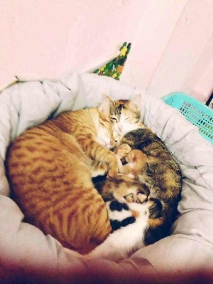 İnsanlara Ders Verecek Nitelikte Bir Baba Kedi