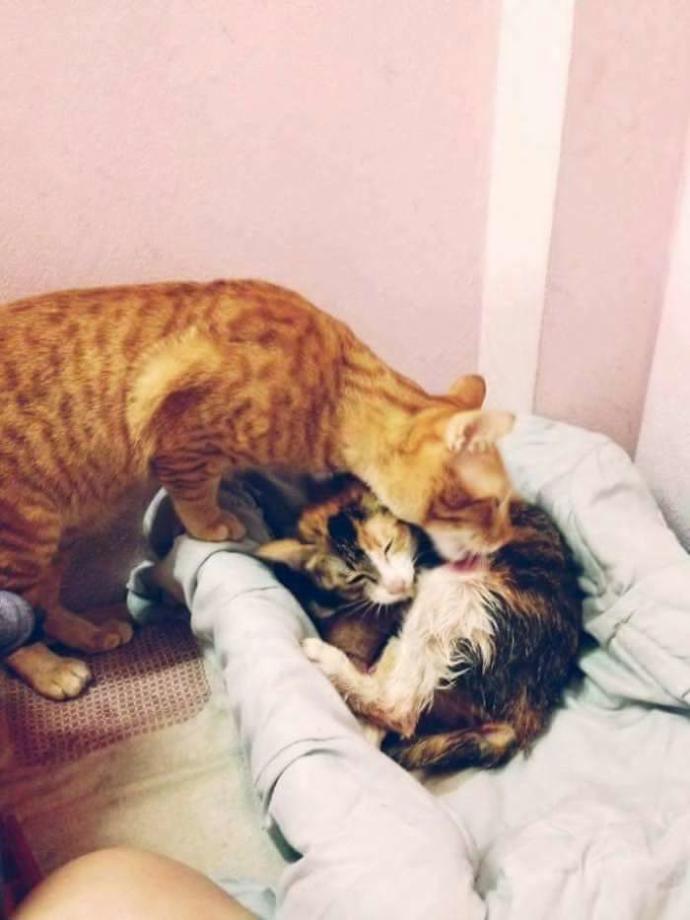 İnsanlara Ders Verecek Nitelikte Bir Baba Kedi