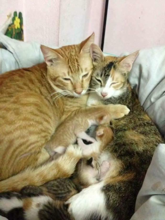 İnsanlara Ders Verecek Nitelikte Bir Baba Kedi