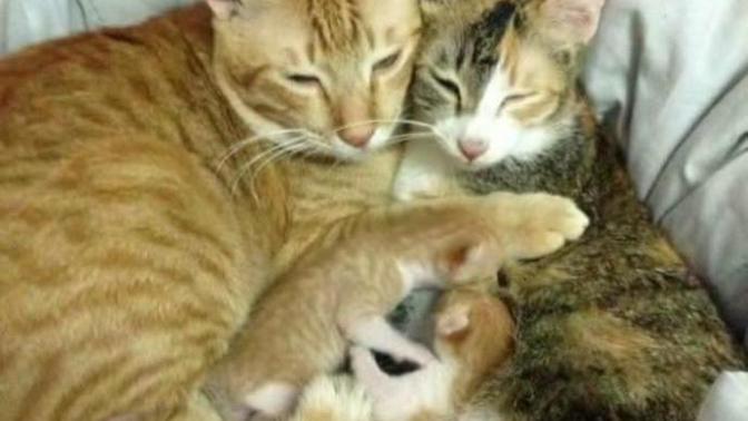 İnsanlara Ders Verecek Nitelikte Bir Baba Kedi