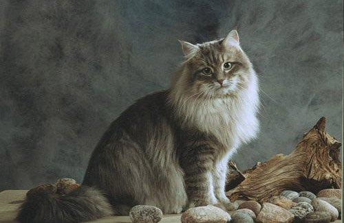 Oyuncu mu Oyuncu En Haylaz 5 Kedi Cinsini Tanıyalım!