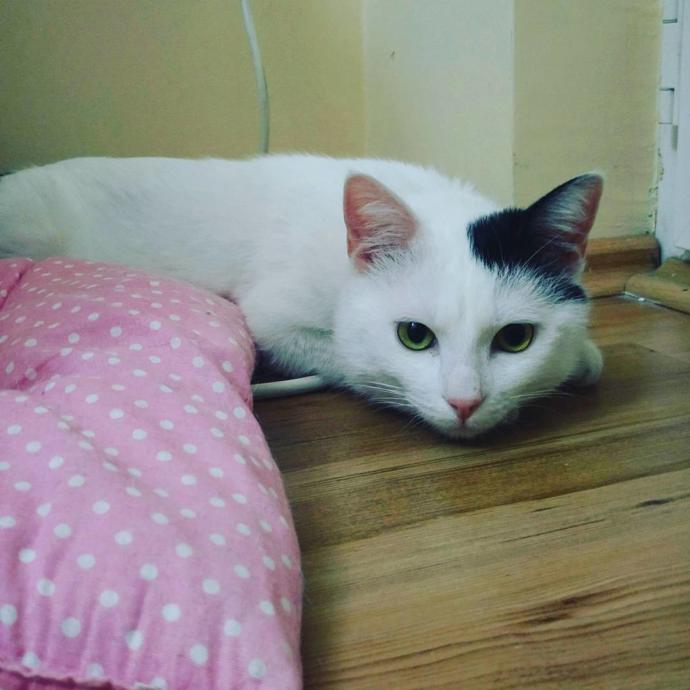 Oyuncu mu Oyuncu En Haylaz 5 Kedi Cinsini Tanıyalım!