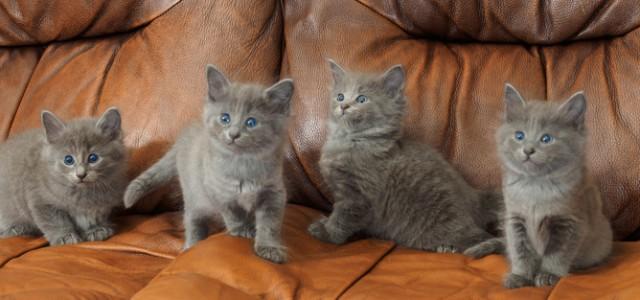 Oyuncu mu Oyuncu En Haylaz 5 Kedi Cinsini Tanıyalım!