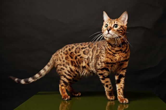 Oyuncu mu Oyuncu En Haylaz 5 Kedi Cinsini Tanıyalım!
