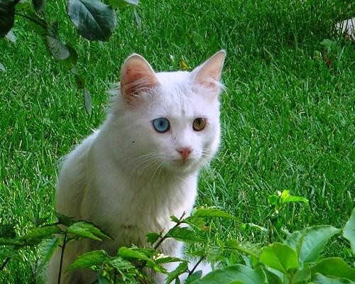 Oyuncu mu Oyuncu En Haylaz 5 Kedi Cinsini Tanıyalım!