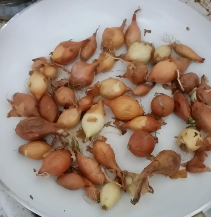 Çok Az Kişinin Bildiği Fırında Arpacık Soğan Tarifim
