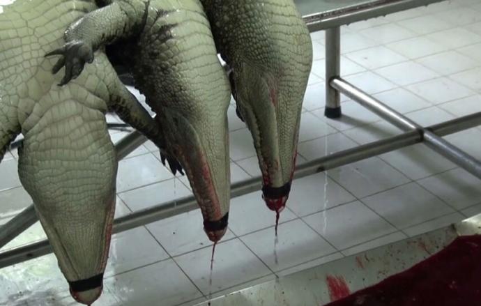 Hayvansal Kökenli Kıyafet ve Aksesuarları Tercih Ederken Seçici Olmanız Gereken Vicdani Hususlar