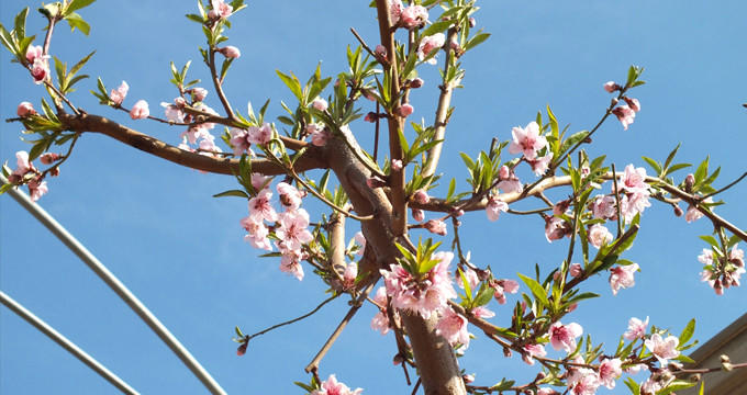 Bahar Bayramı ''Nevruz'' ve Mutluluk