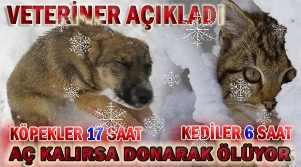 Kediler Hakkında Ne Kadar Bilgilisiniz?