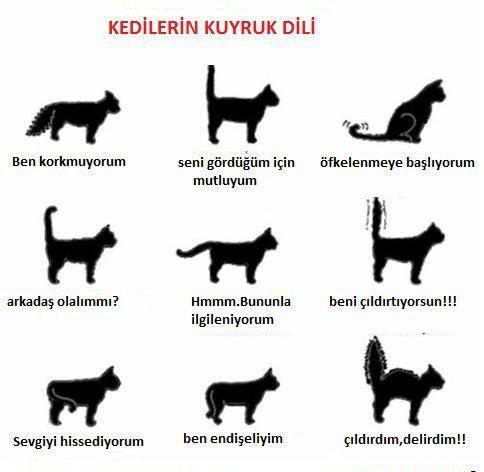 Kediler Hakkında Ne Kadar Bilgilisiniz?