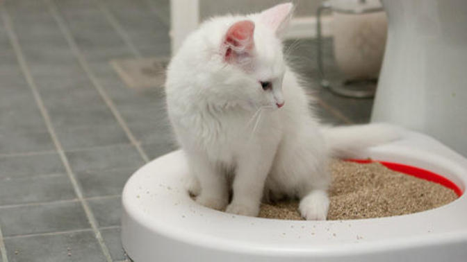 Kedi Kumu ve Kedi Tuvaleti Alışveriş Rehberi